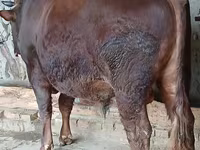 ষাঁড়, লাল স্টেপ গরু — ছবি 1