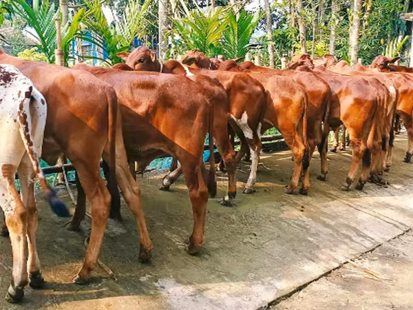 ষাঁড়, বিফালো — বাংলাদেশ