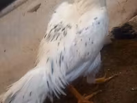 Chickens — Foto 5