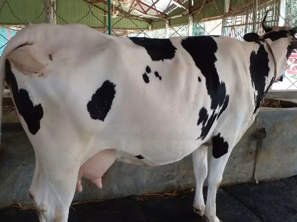 Cow, Holstein breed — Bangladesh