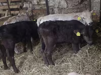 Toro, Simmental cattle — foto 1
