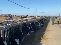 Toro, Raza Holstein — foto 3