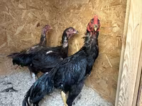 Chickens — ছবি 3