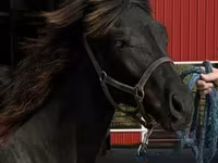 घोड़ा, Rocky Mountain Horse — फ़ोटो 8
