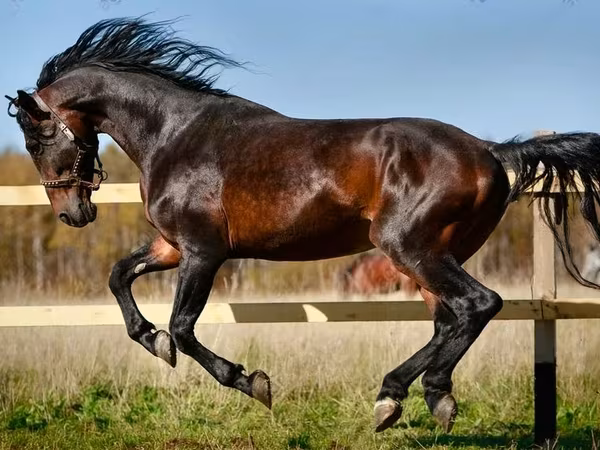 Mare, Horse breed
