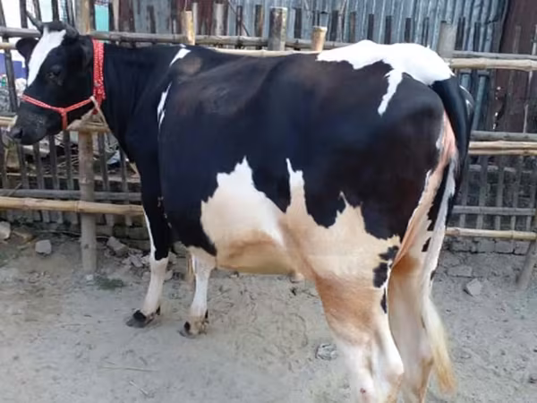 গাভী, বিফালো — বাংলাদেশ