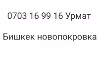 نعجة, الأغنام — الصورة 7