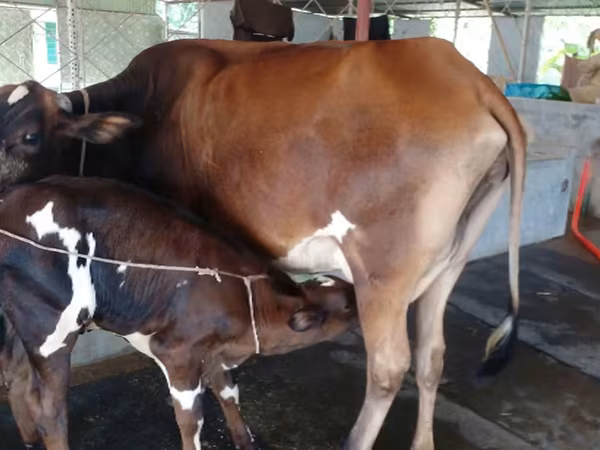গাভী, বিফালো — বাংলাদেশ