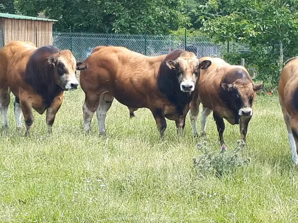 Toro, Partenaise cattle