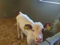 Kuh, Simmental cattle — Foto 2