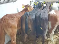 ثور, الماشية — الصورة 7