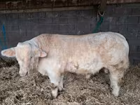ثور, Charolais cattle — الصورة 3