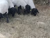 মেষী, Baerchuke sheep — ছবি 2
