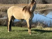 घोड़ा, Rocky Mountain Horse — फ़ोटो 6