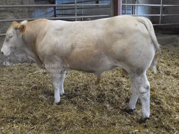 ষাঁড়, Blonde d’Aquitane cattle