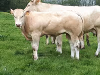 Toro, Blonde d’Aquitane cattle — foto 5