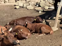 Kuh, Latvian Blue cattle — Foto 1