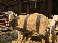 Carnero, Edilbay sheep — foto 4
