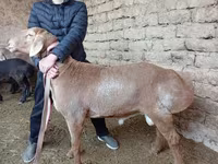 كبش, الأغنام — الصورة 2