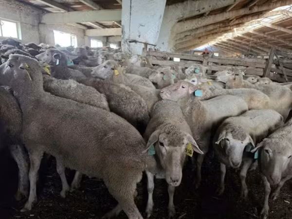 نعجة, Kuibyshev sheep