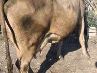 गाय, अलाताऊ नस्ल — फ़ोटो 8