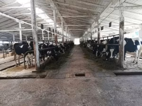 بقرة, Swiss cattle