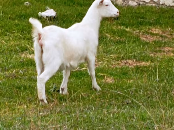 Goat, Goats