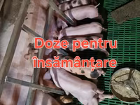পুরুষ শূকর, শূকর — ছবি 1
