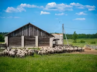 كبش, Romanov sheep — الصورة 3