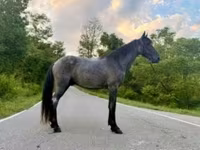 Caballo, Brandenburger — foto 1