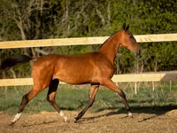 घोड़ा, Akhal-Teke — फ़ोटो 4