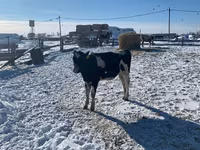 Cow, Russian Black pied cattle — photo 3