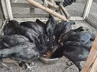 Chickens — Foto 6