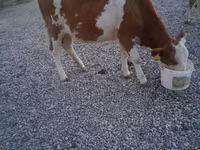 ثور, Swiss cattle — الصورة 6