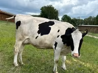 Kuh, Holstein-Rasse — Foto 4