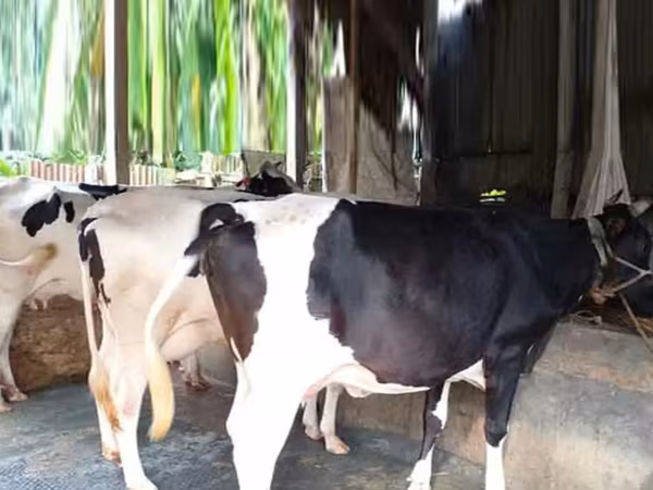 গাভী, বিফালো — বাংলাদেশ