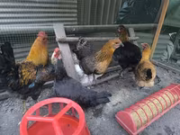 Chickens — Foto 1