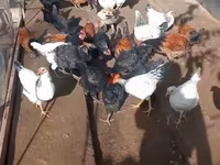 Chickens — ছবি 5