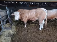 ষাঁড়, Blonde d’Aquitane cattle — ছবি 4