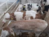 Toro, Simmental cattle — foto 2