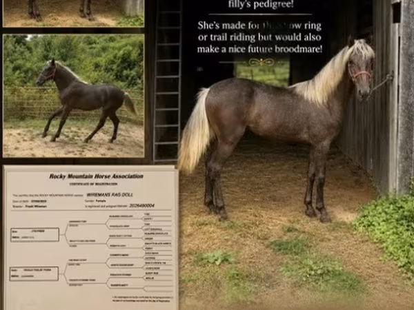 घोड़ी, Rocky Mountain Horse
