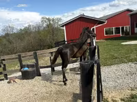 घोड़ा, Rocky Mountain Horse — फ़ोटो 7