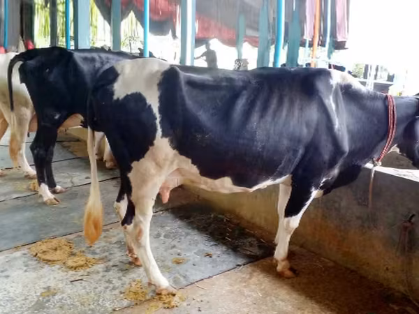 গাভী, গোলস্টাইন জাত — বাংলাদেশ