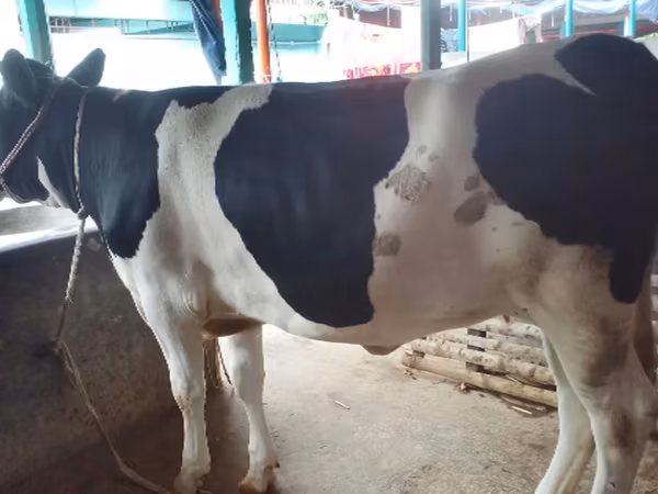 গাভী, বিফালো — বাংলাদেশ