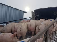 মাদি শূকর, শূকর — ছবি 5
