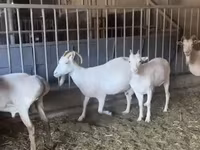 ছাগী, Pomellata goat — ছবি 4