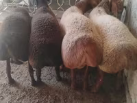 كبش, Arashan sheep — الصورة 2