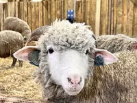 كبش, Kuibyshev sheep — الصورة 3