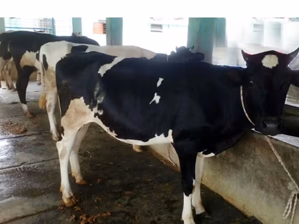 Cow, Holstein breed — Bangladesh