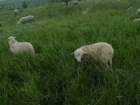كبش, Edilbay sheep — الصورة 7